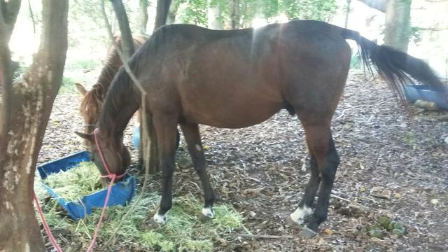 Garanhão American trotter