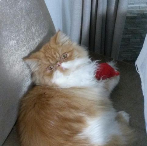 Gata Persa White Red Tabby - Garfield