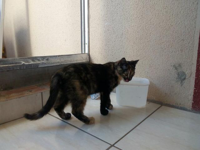 Gatinha para Doação