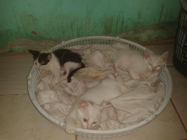 Gatinhos