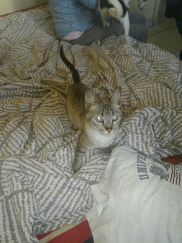 Gato para Doação