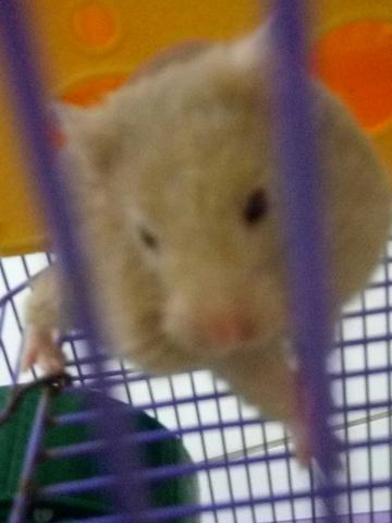 Hamster sírio fêmea