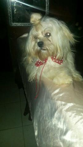 Lhasa apso e maltês aceito proposta