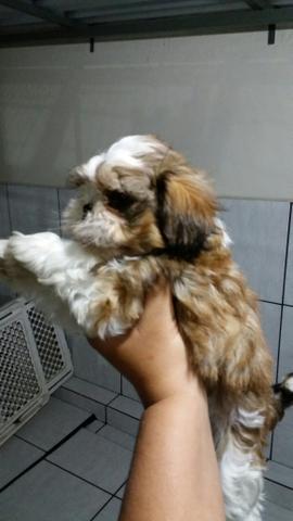 Lindas menininhas shih tzu