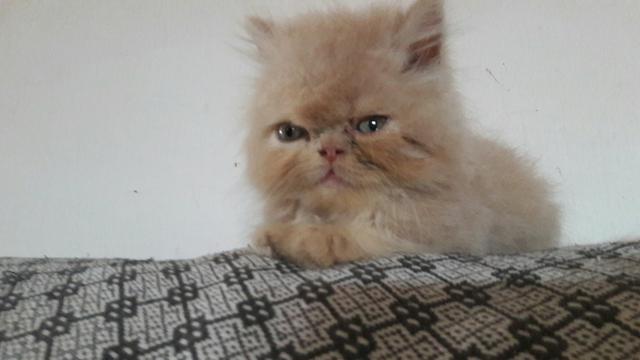 Lindo gato persa macho