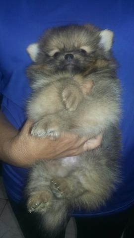 Lindo ursinho macho de spitz alemão