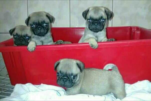 Lindos pugs