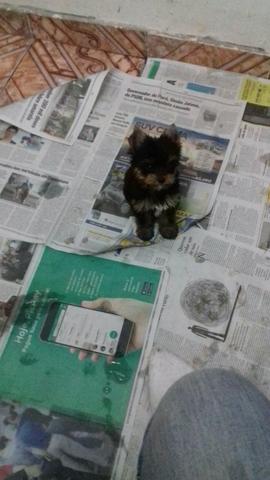 Machinho de yorkshire