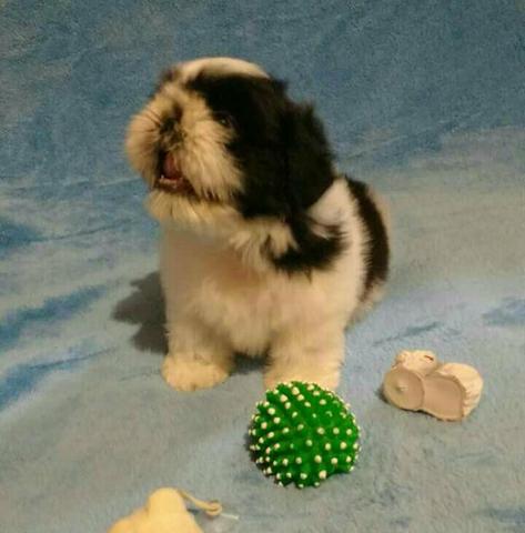 Macho de Shih tzu