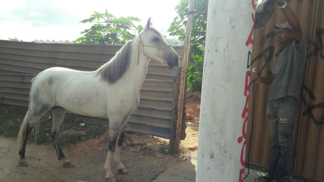 Mangalarga garanhão