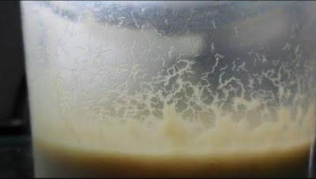 Micro verme da aveia para seus peixes