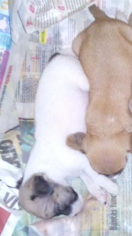 Pinscher Paulista 00