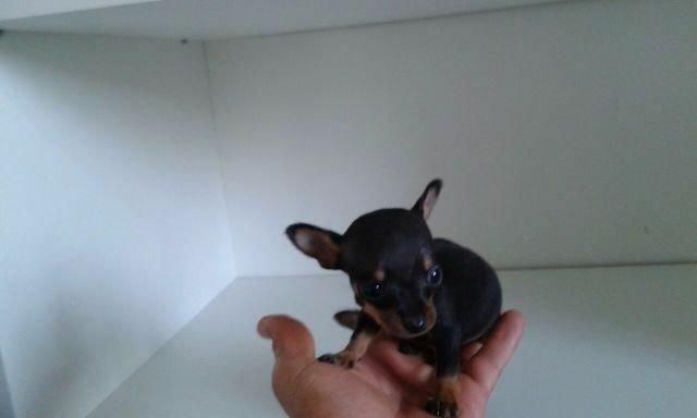 Pinscher fêmea e macho Mini