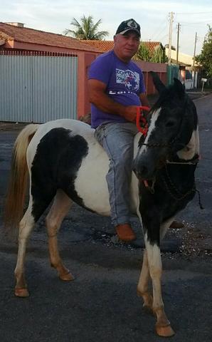 Potranca pampa de preto