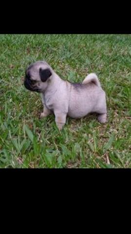 Pug macho  Femea  já com primeira vacina