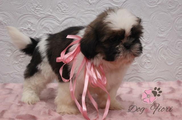 Shih Tzu Fêmeas