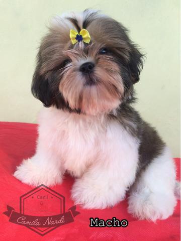 Shih Tzu perfeito