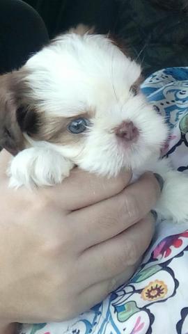 Shih tzu