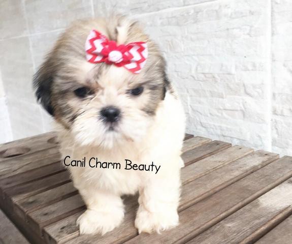 Shih tzu, linda fêmea! tem pedigree!