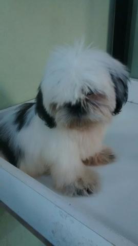 Shihtzu Femia 3 meses