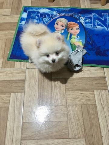 Spitz macho anão EXATAMENTE O DA FOTO