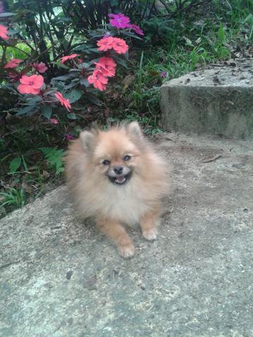 Sptiz alemão fêmea