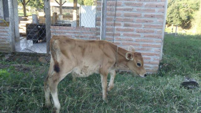 Terneiro macho jersey com 51 dias