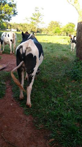 Touro cruzado nelore com girolanda