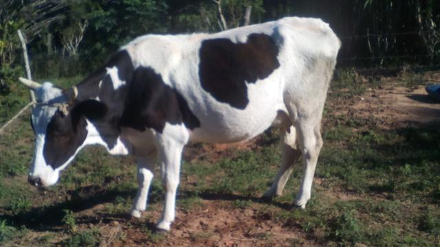 Vacas e terneiros lote ou individual