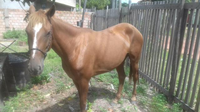 Vendo essa égua de laço