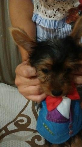 Yorkshire com pedigre