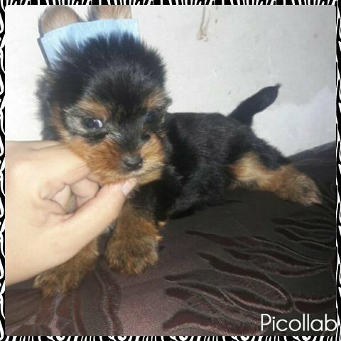 Yorkshire terrier macho Mini (12x no cartão de crédito)