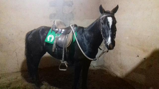 Égua MM Preta (Está em BH)