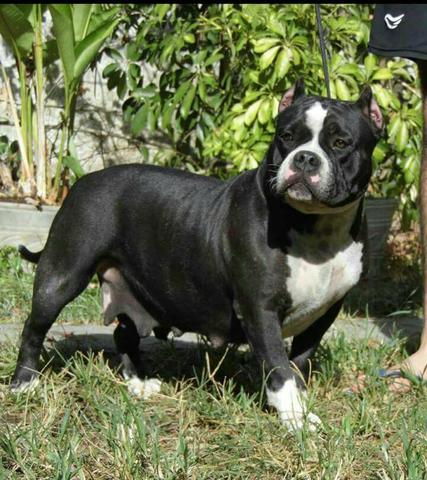 American bully macho