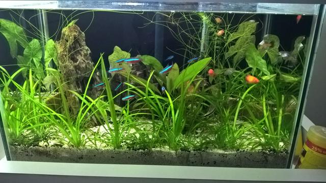 Aquário 50L completo com armário