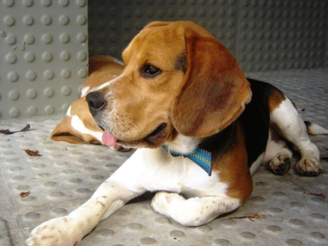 Beagle macho
