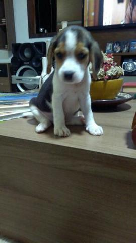 Beagle porte pequeno 