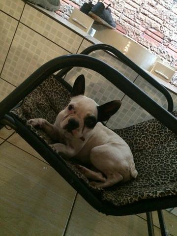 Bulldog Francês Fêmea