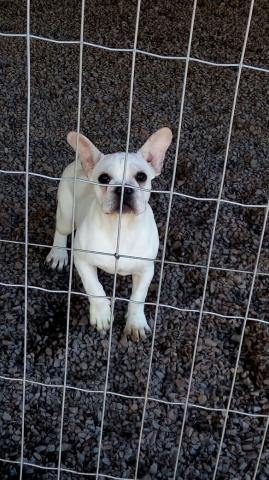 Bulldog Francês Macho  ou fêmea de pug