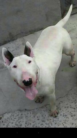 Disponivel p cobertura