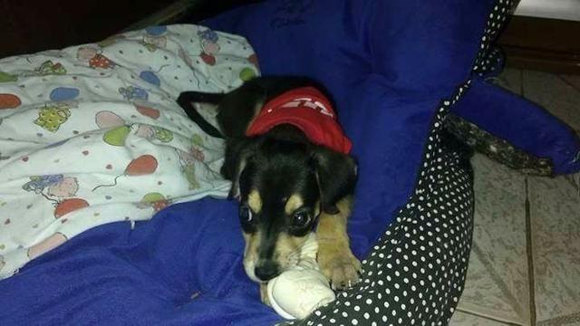 Doação de um cachorrinho