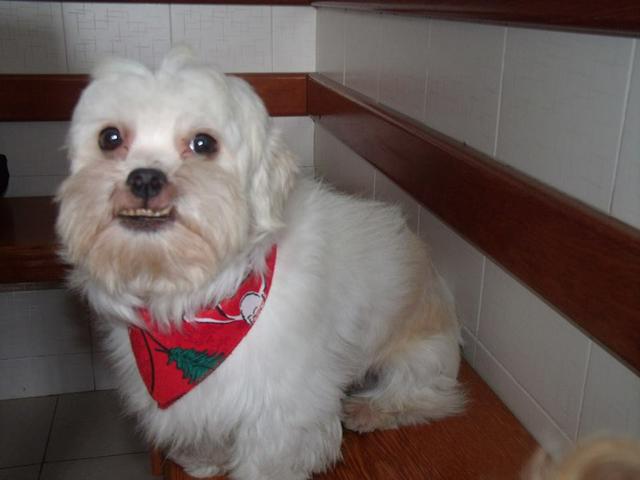 Dou Lhasa Apso Macho Adulto