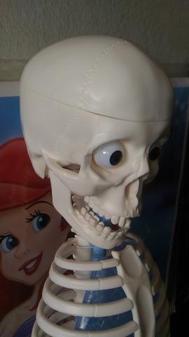 Esqueleto Corpo Humano RBA - Incompleto