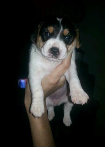 Lindos fox paulistinha