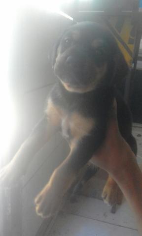 Rottweiler com 30 dias o último machinho