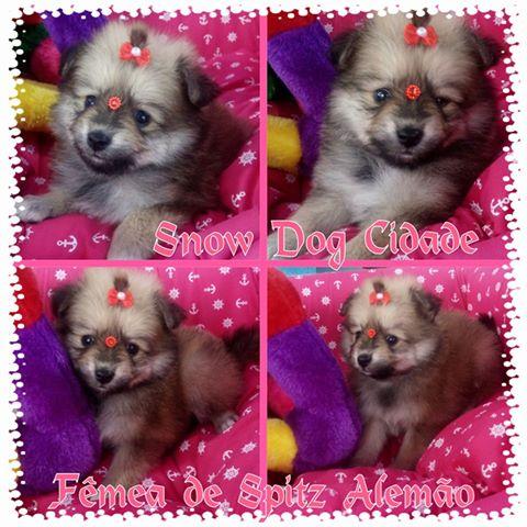 Spitz Alemão voce encontra no snow dog cidade