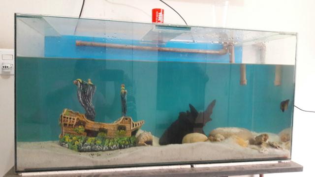 Vende se um aquário decorado