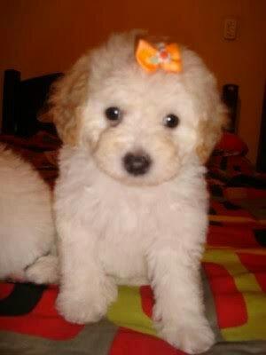 Vendo poodle 2 mês femia