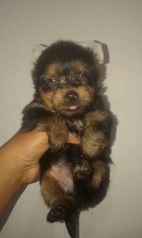 Yorkshire Terrier, entrega imedita