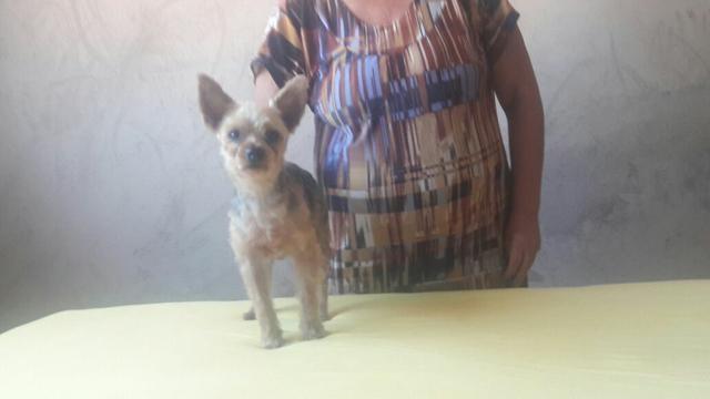 Yorkshire Terrier macho